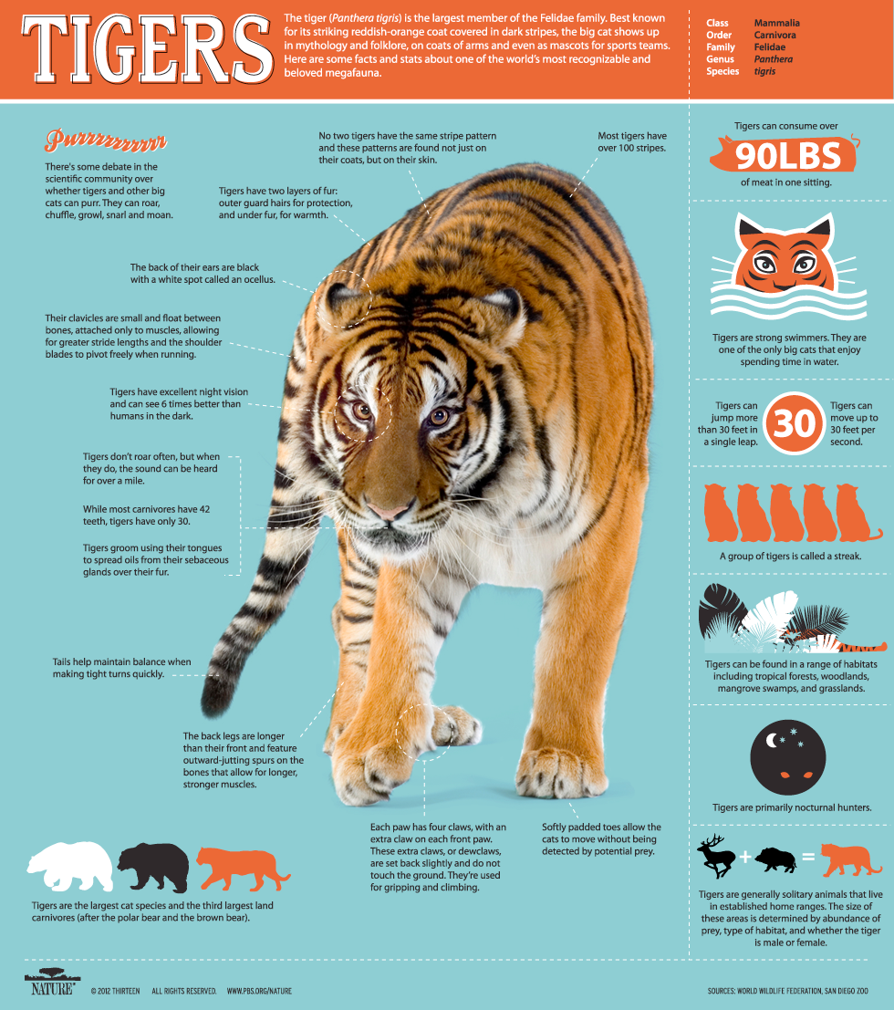TigerInfographic-110912.png