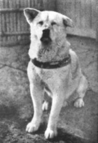 Real_Hachiko Real_Hachiko.jpg