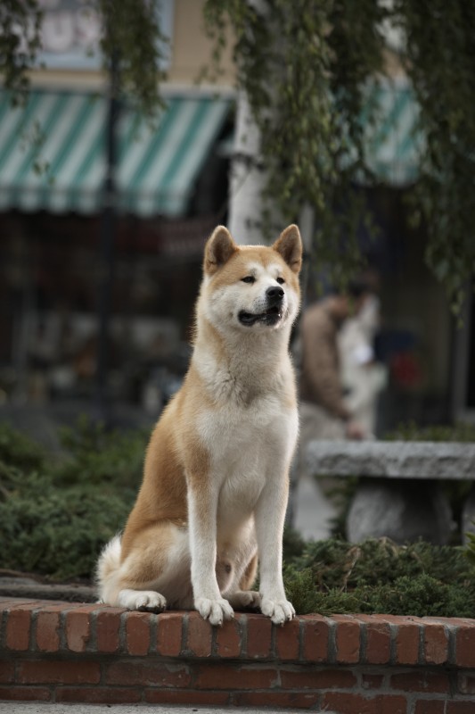 hachiko-a-dogs-story-716557l hachiko-a-dogs-story-716557l.jpg