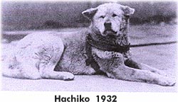 hachiko hachiko.jpg
