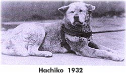 hachiko.jpg