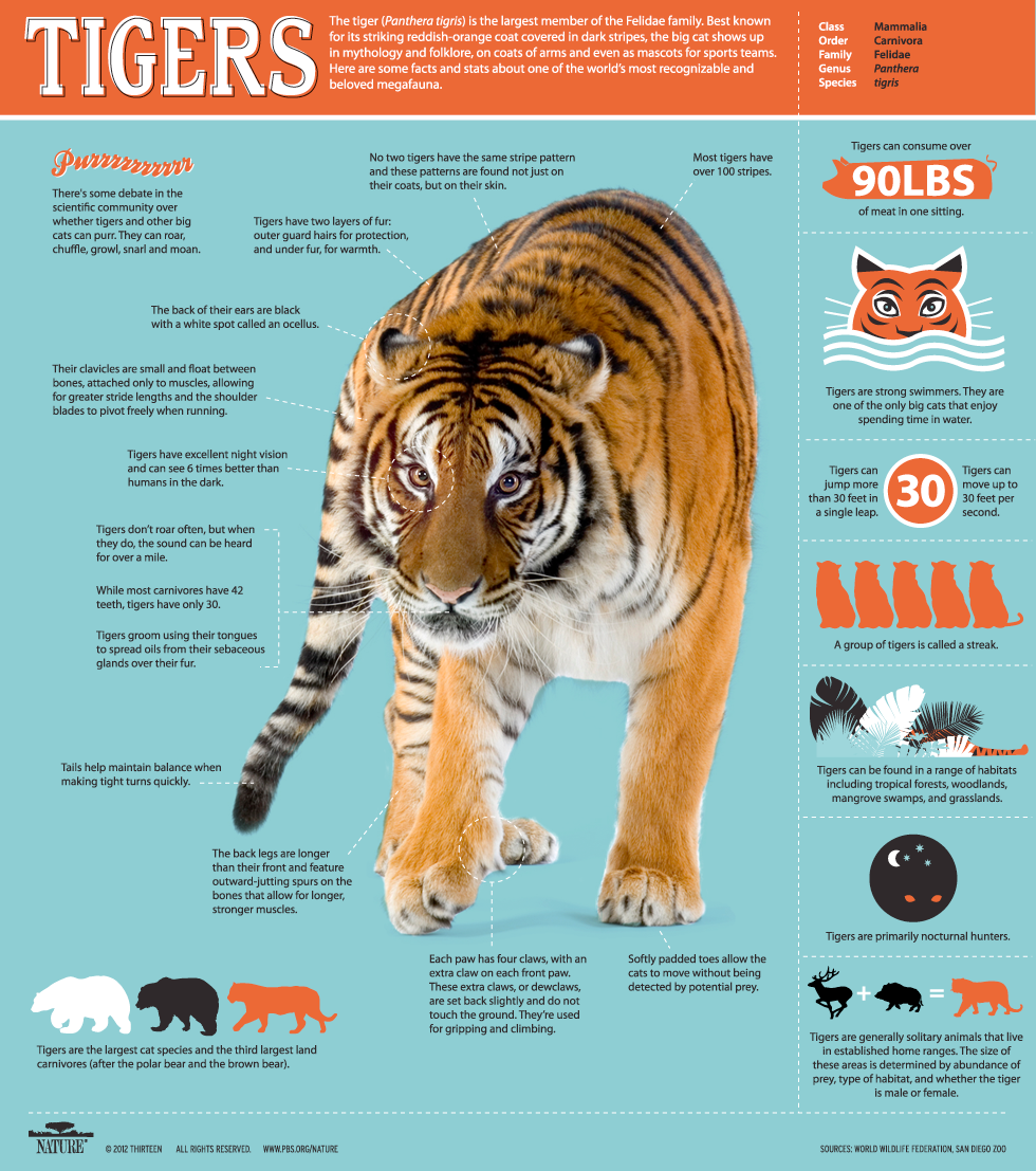 TigerInfographic-110912 TigerInfographic-110912.png